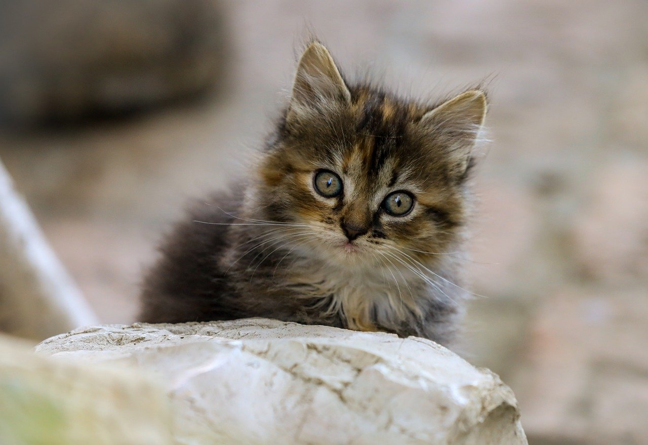 Pet Insurance vs Wellness Plan: