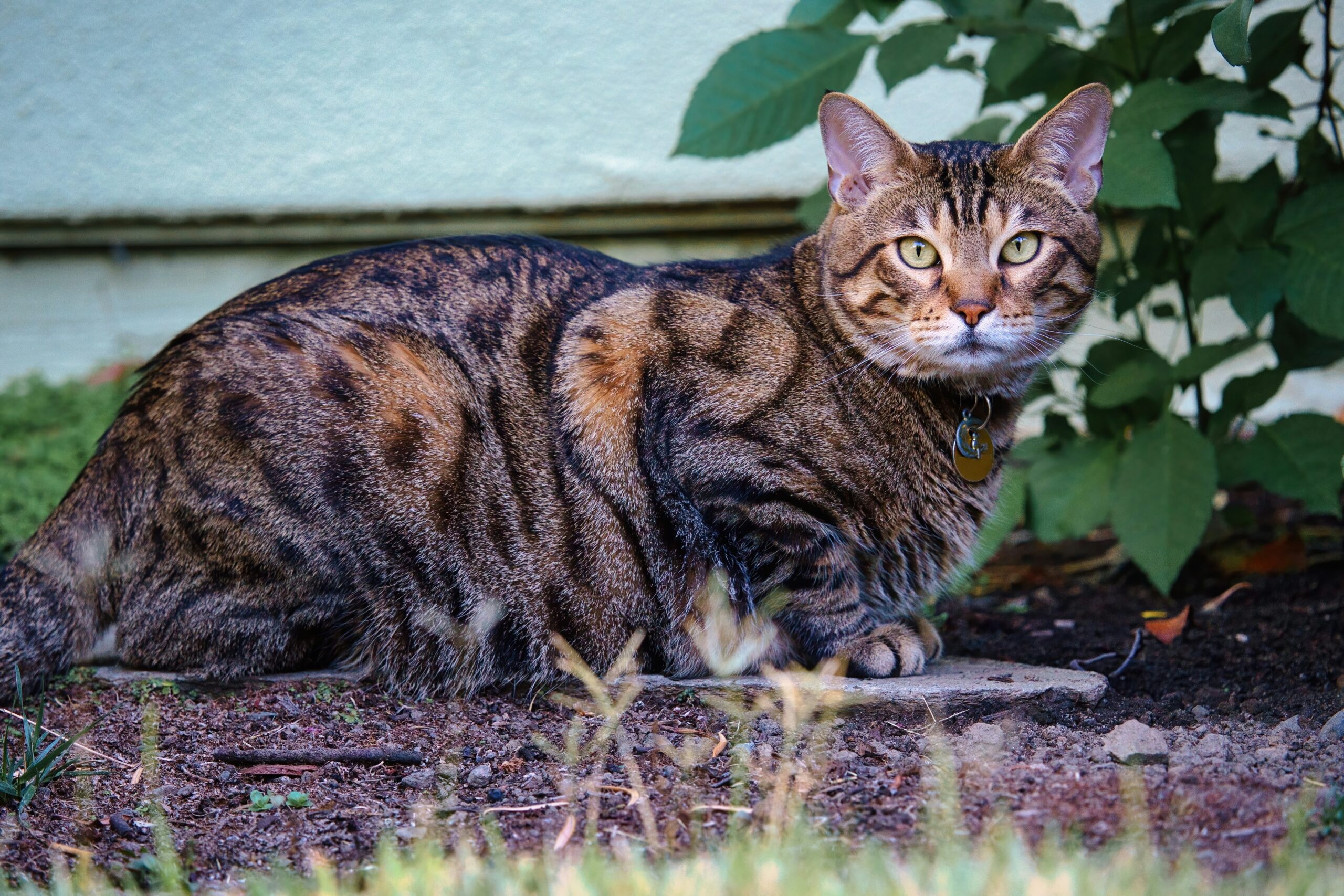 What Pet Insurance Pays the Vet Directly